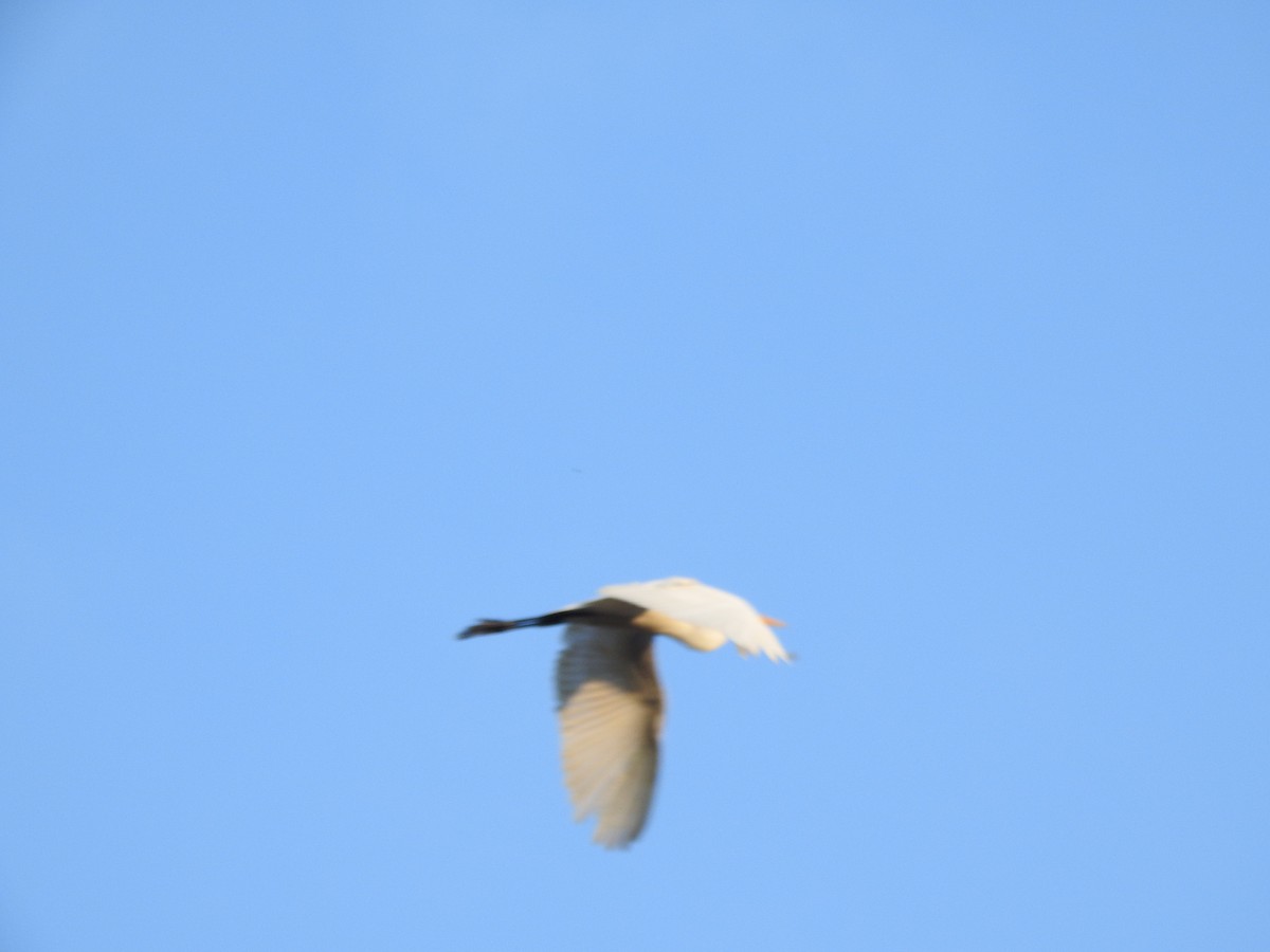 Garceta Grande - ML645772760