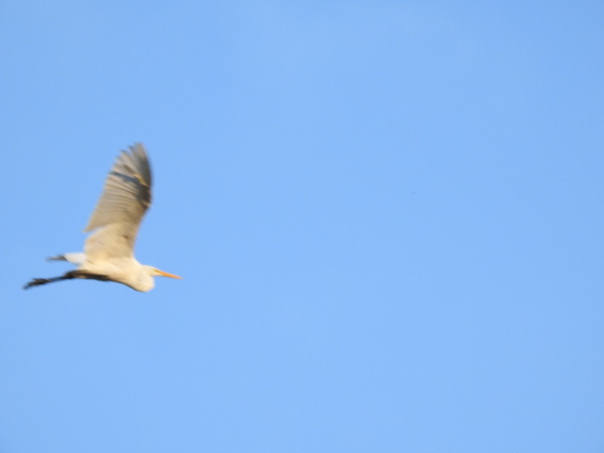 Garceta Grande - ML645772761