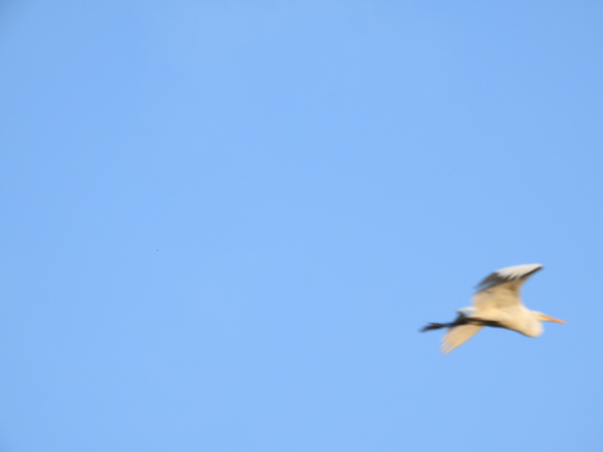 Garceta Grande - ML645772762