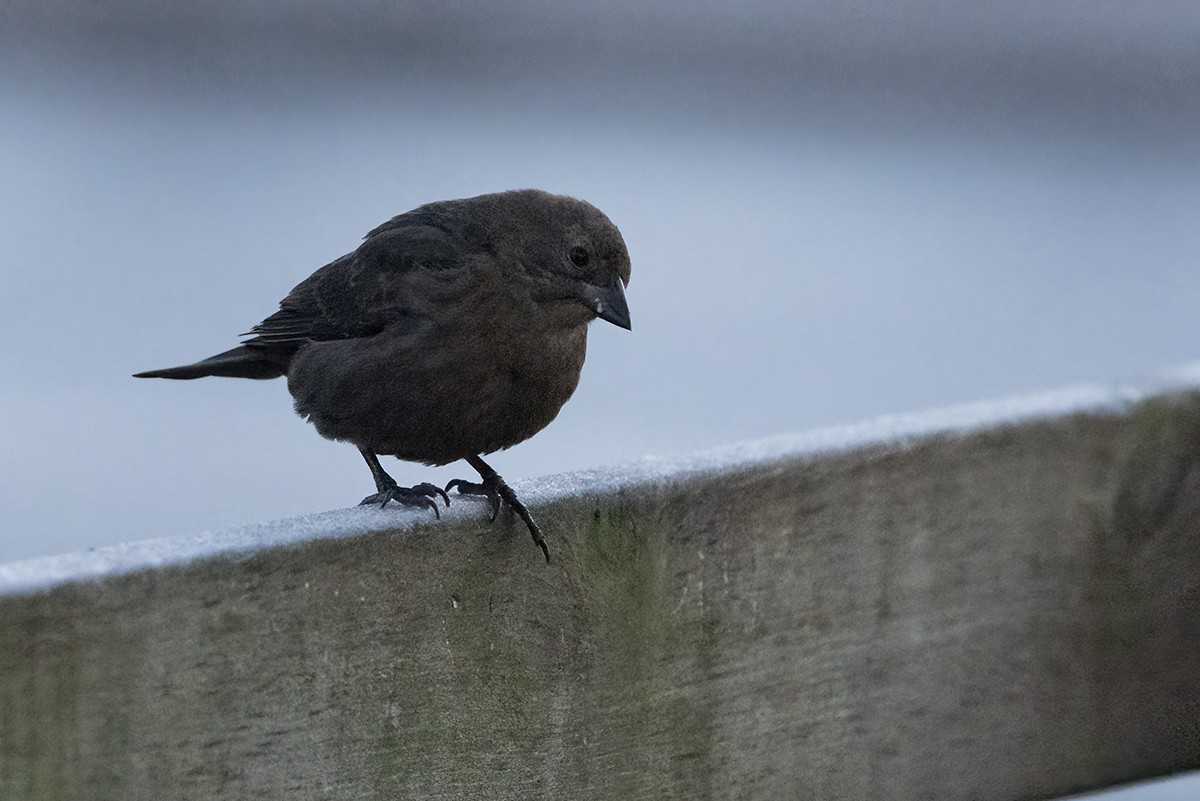Brown-headed Cowbird - ML645772768