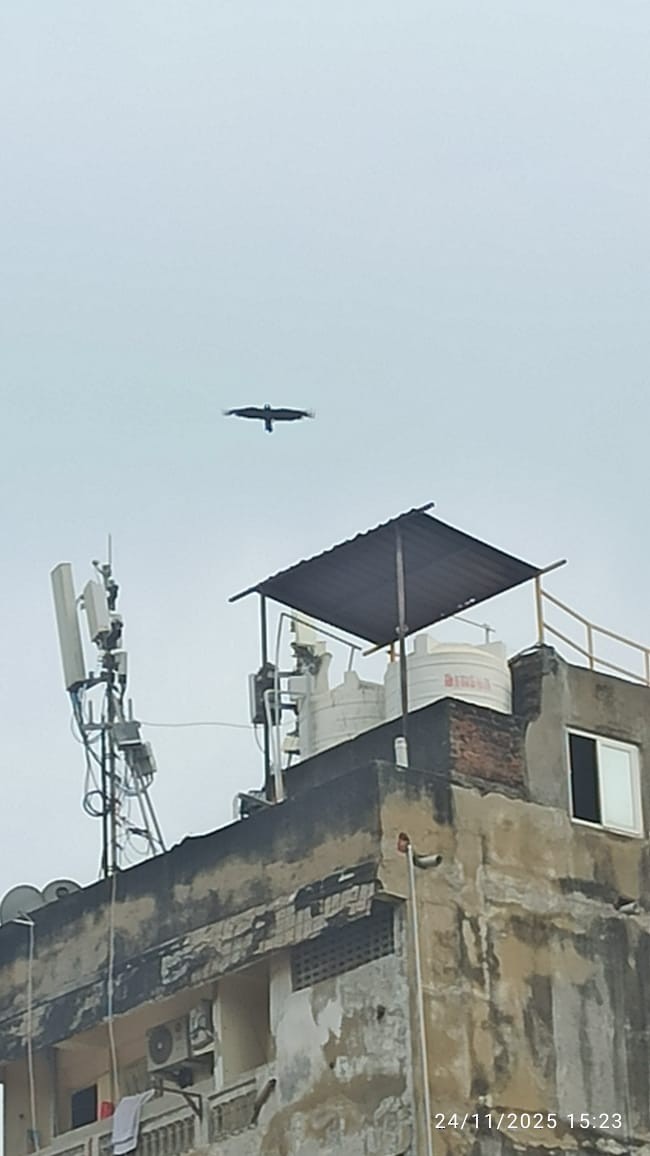 Шуліка чорний [група migrans] - ML645772770