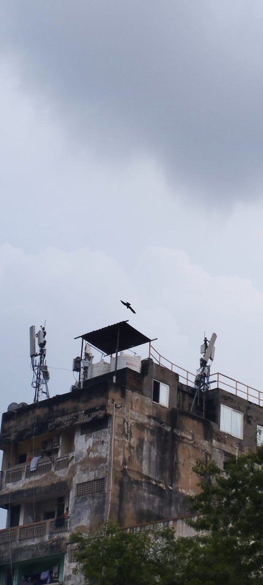 Шуліка чорний [група migrans] - ML645772771