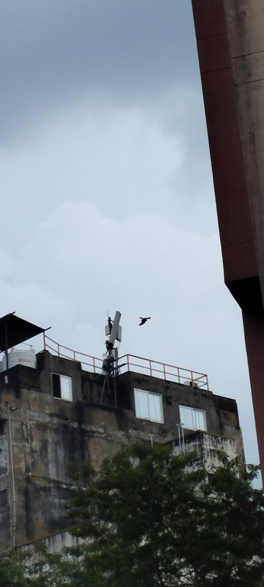 Шуліка чорний [група migrans] - ML645772772