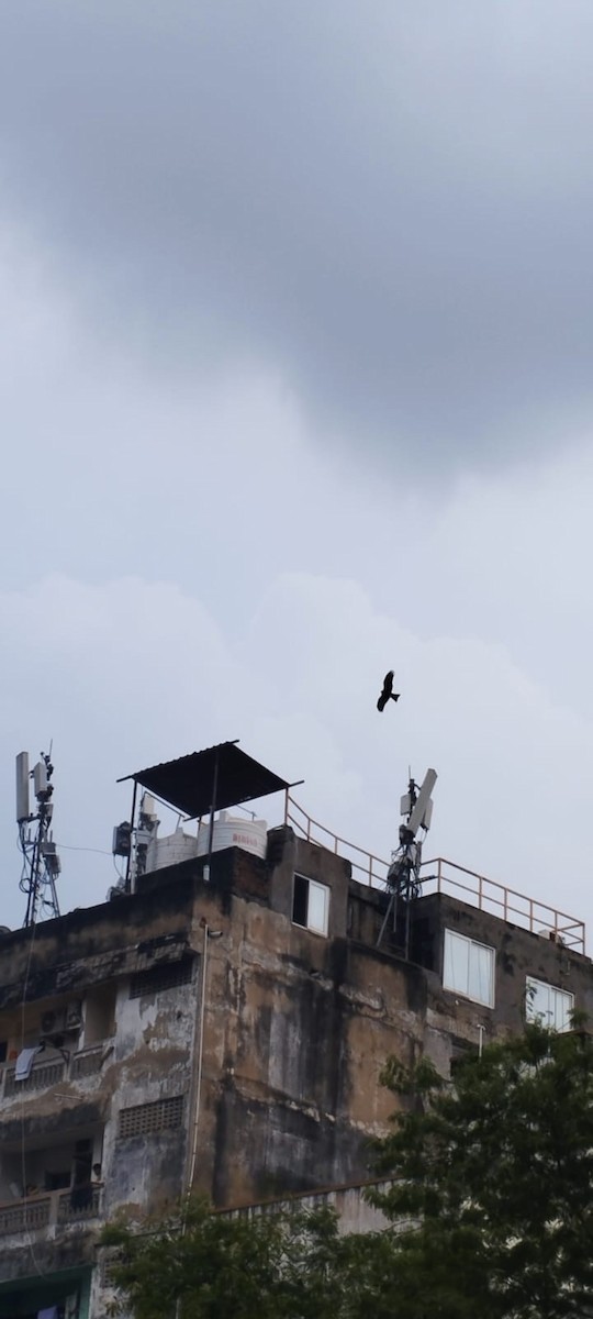 Шуліка чорний [група migrans] - ML645772773