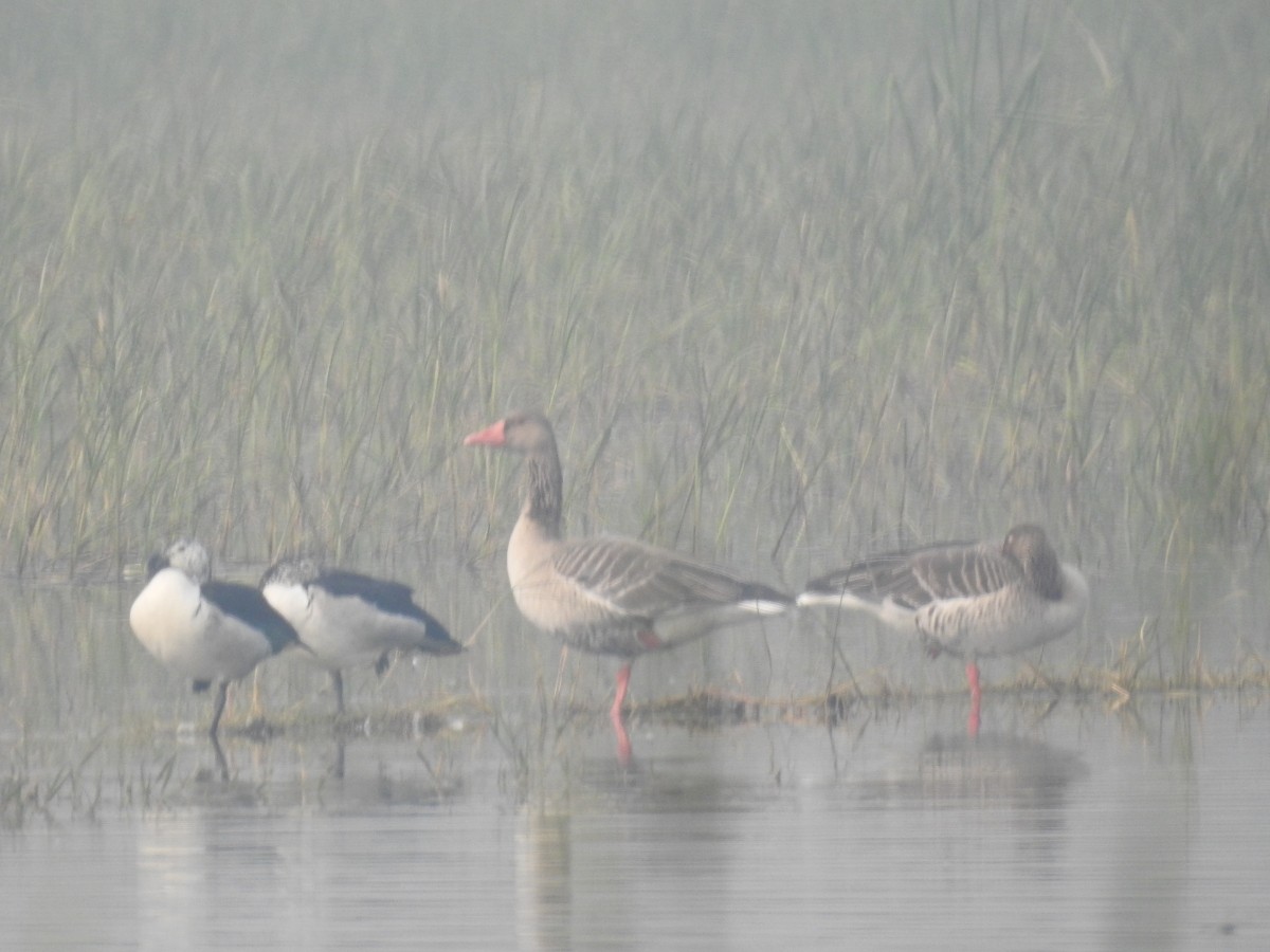 Oie cendrée - ML645772775