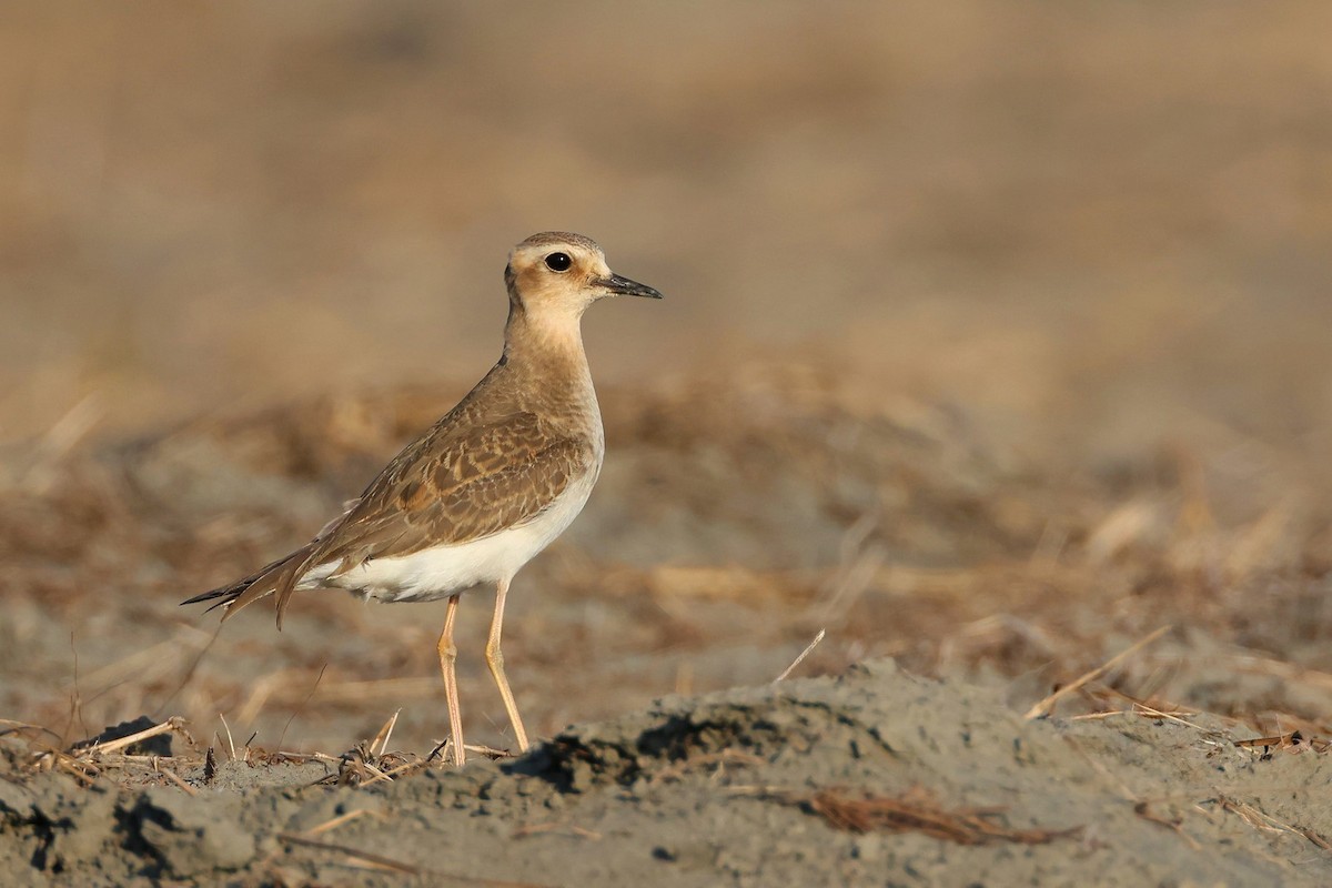 Steppenregenpfeifer - ML645772777