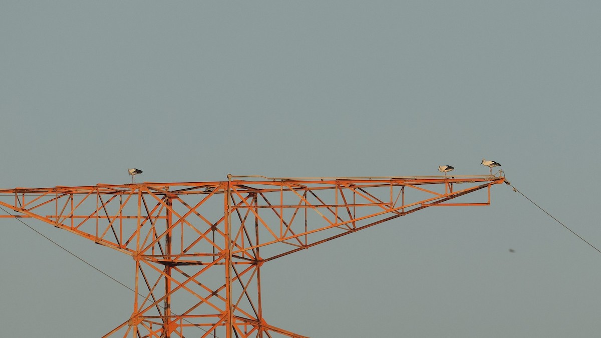 čáp východní - ML645772782