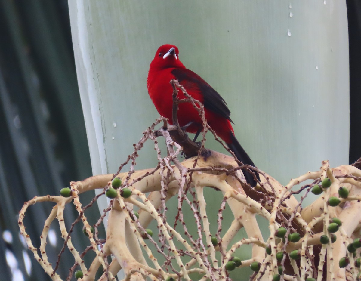 Brazilian Tanager - ML645772783