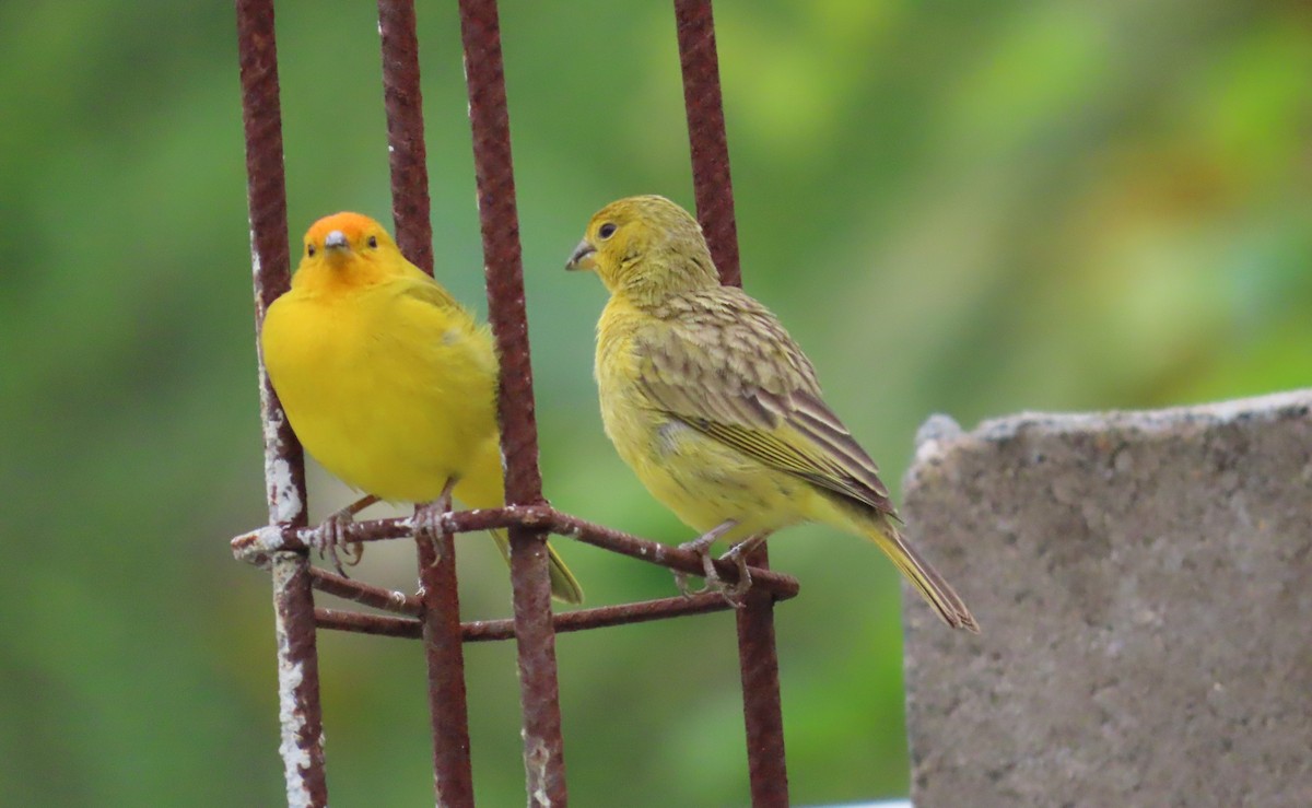 Saffron Finch - ML645772787
