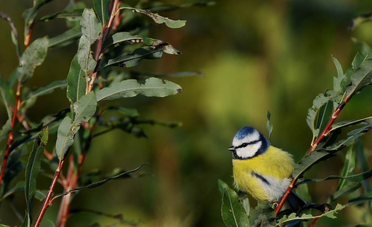 Eurasian Blue Tit - ML645772796