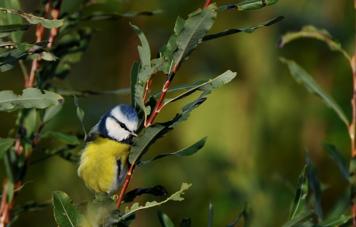 Eurasian Blue Tit - ML645772797