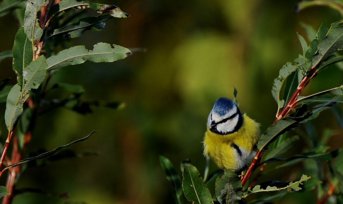 Eurasian Blue Tit - ML645772798