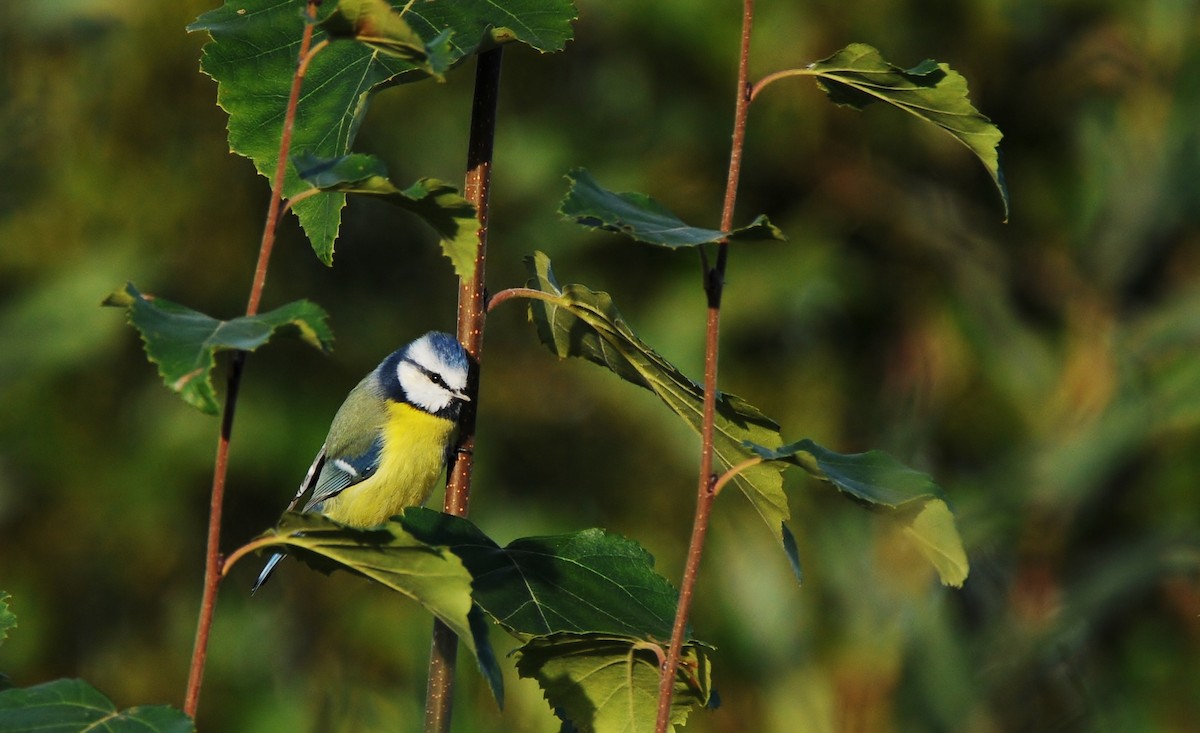 Eurasian Blue Tit - ML645772799