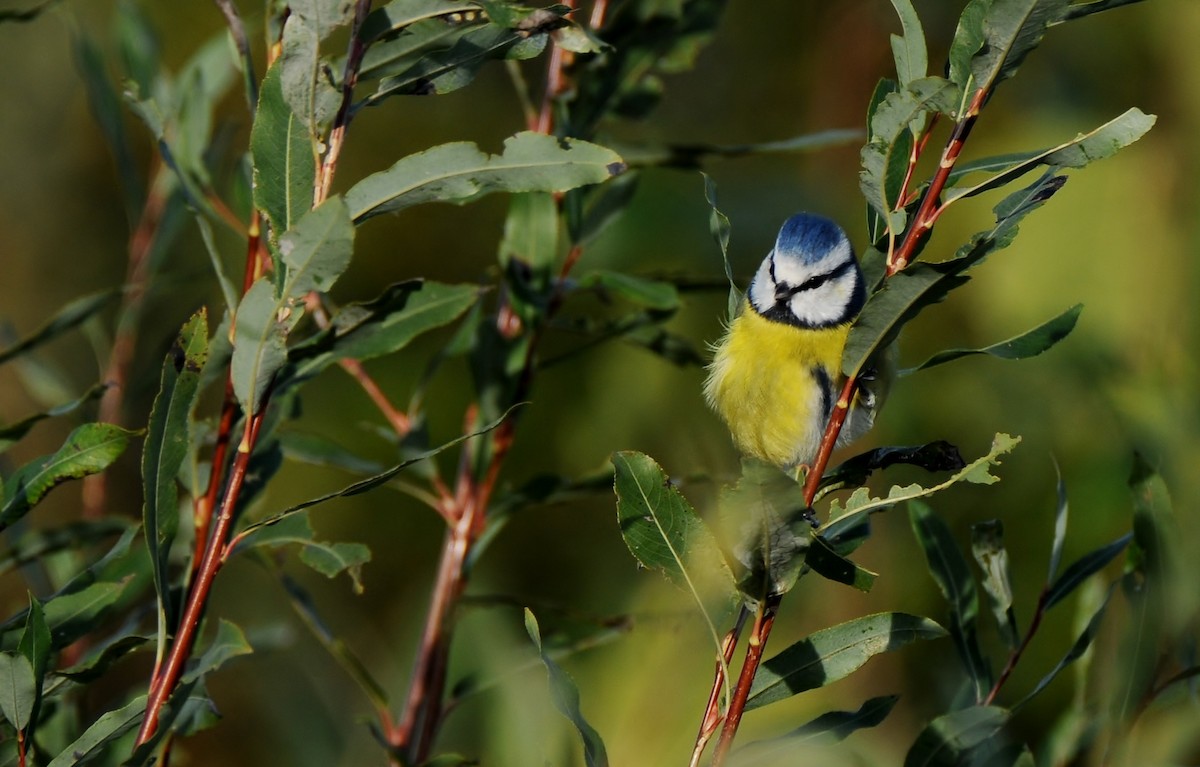 Eurasian Blue Tit - ML645772800