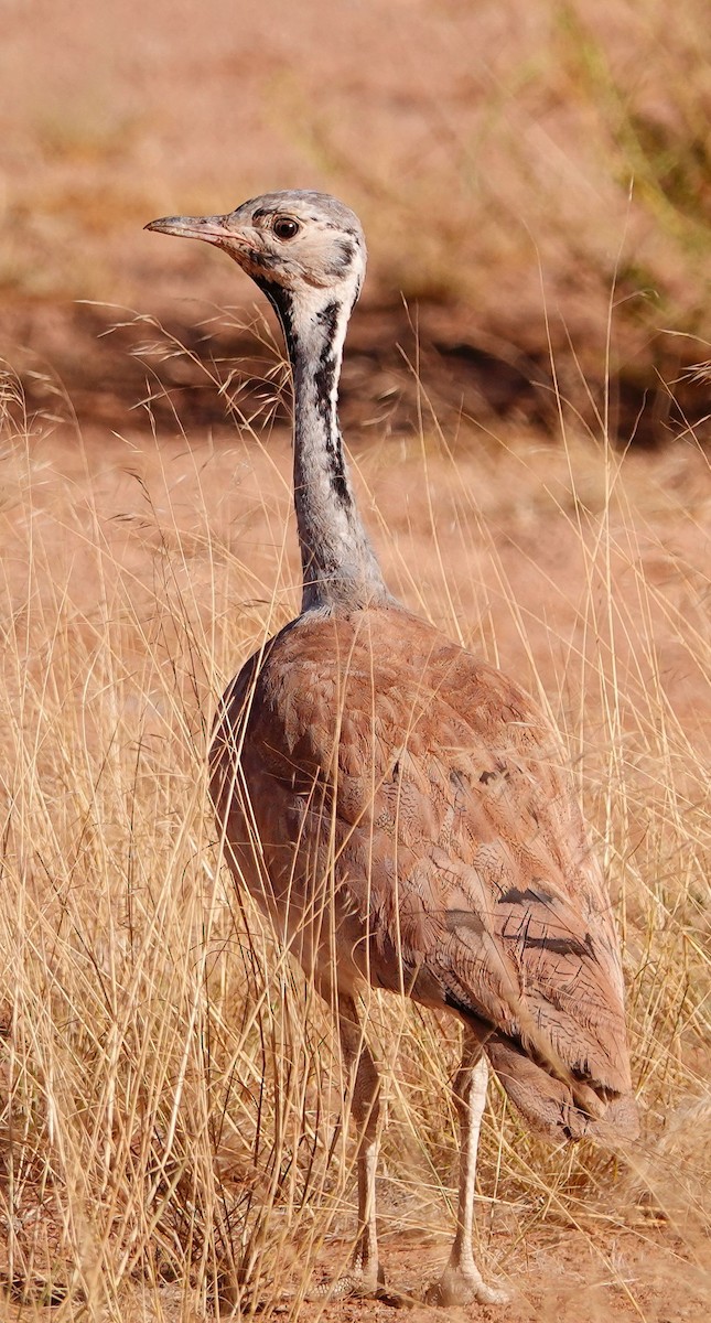 Rüppell's Bustard - ML645772803