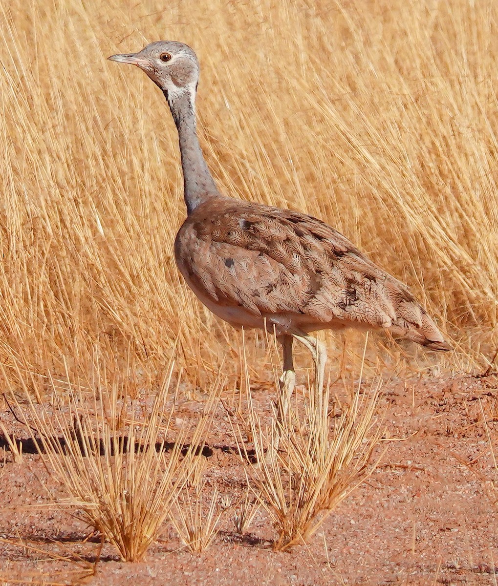 Rüppell's Bustard - ML645772804