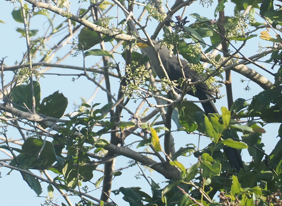 Green Malkoha - ML645772815