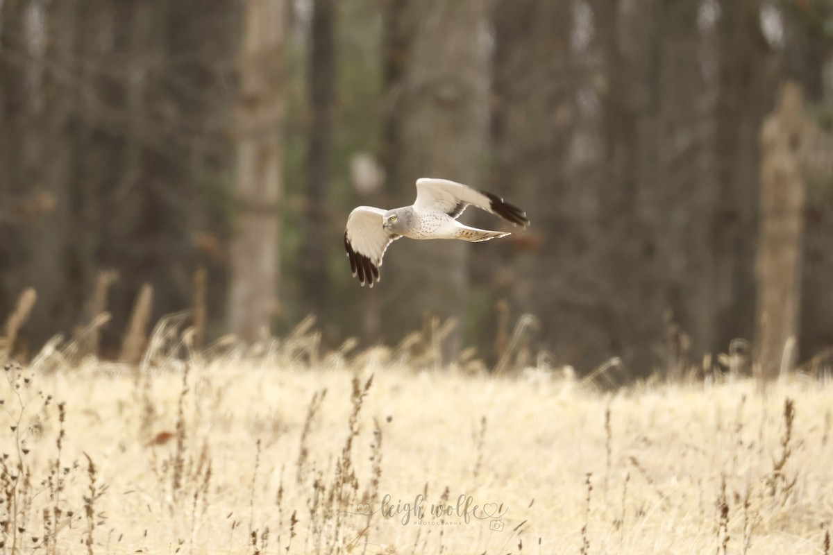 moták severoamerický - ML645772826