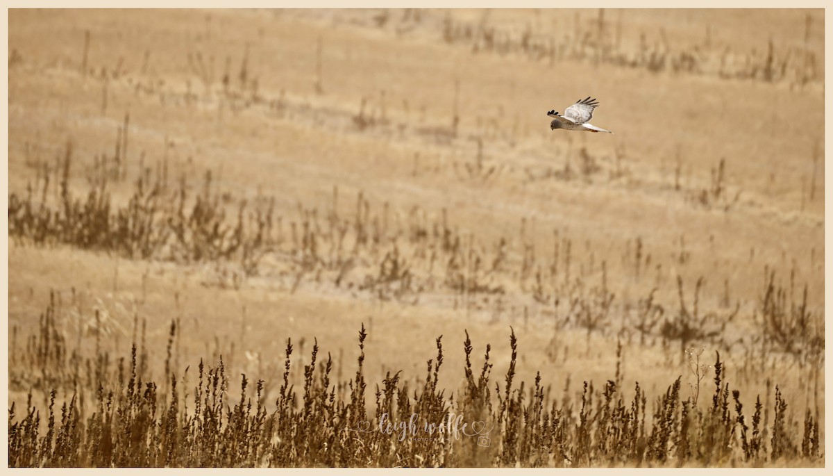 moták severoamerický - ML645772827