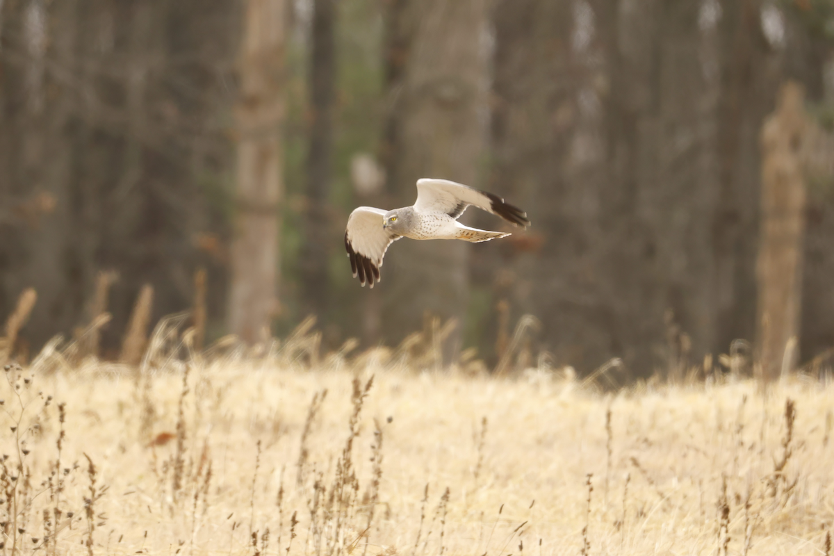 moták severoamerický - ML645772828