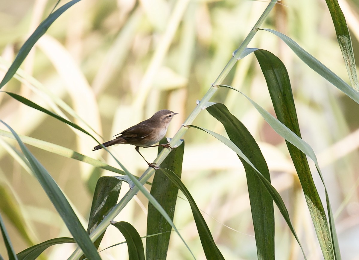 עלווית כהה - ML645772829