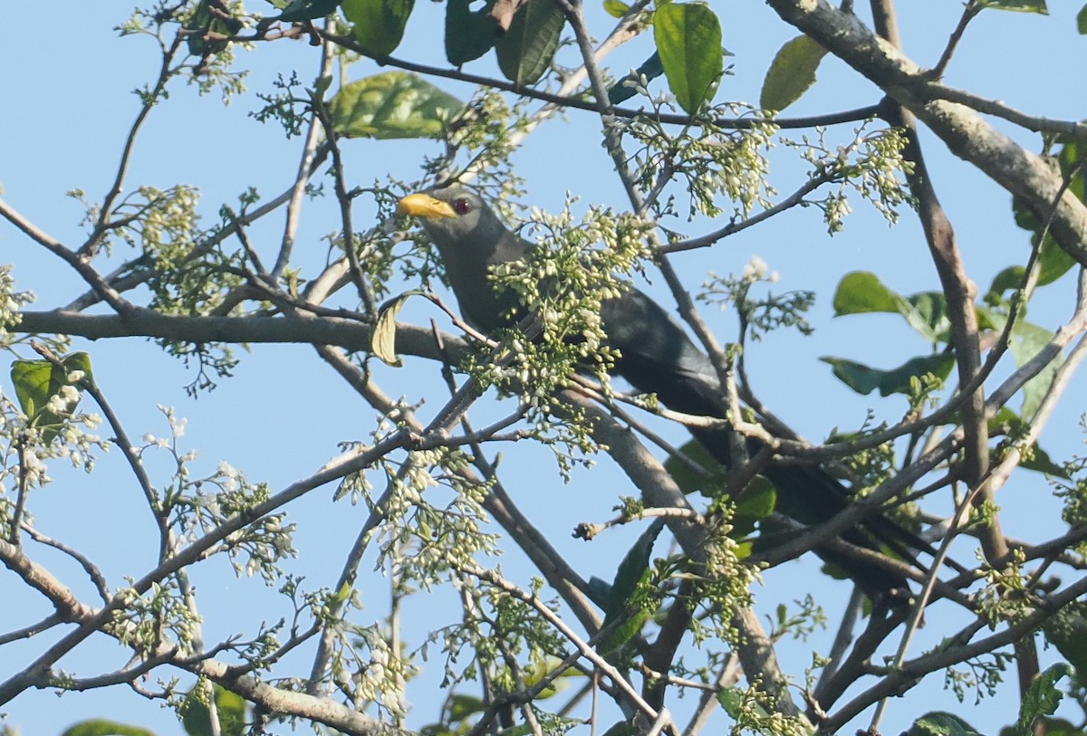Green Malkoha - ML645772832