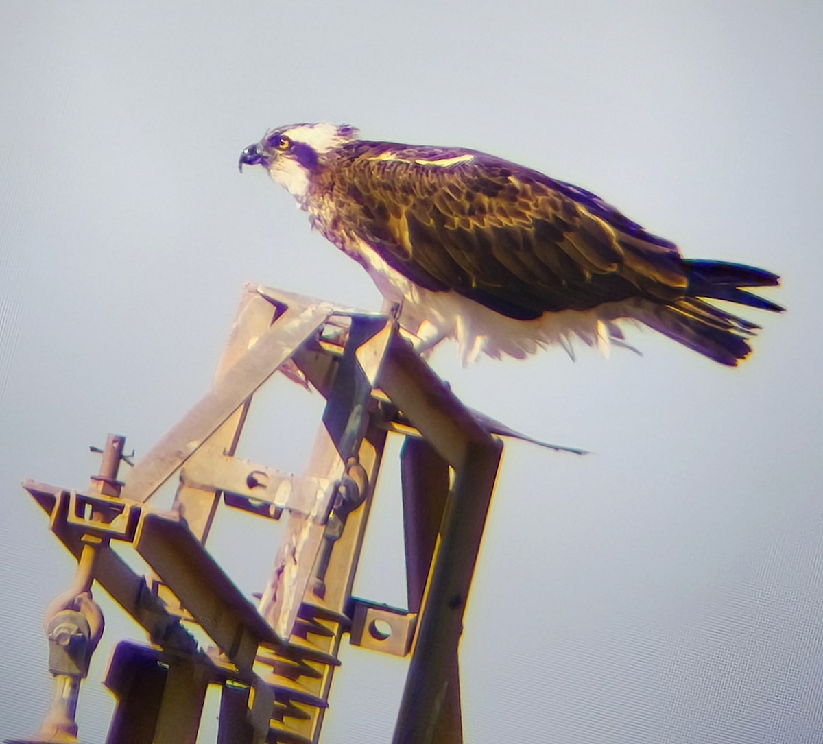 Osprey - ML645772839