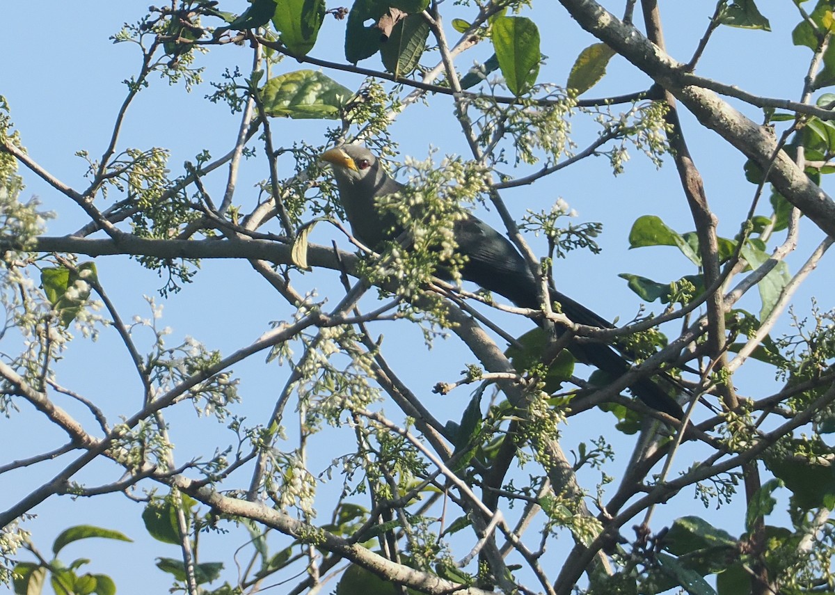 Green Malkoha - ML645772840