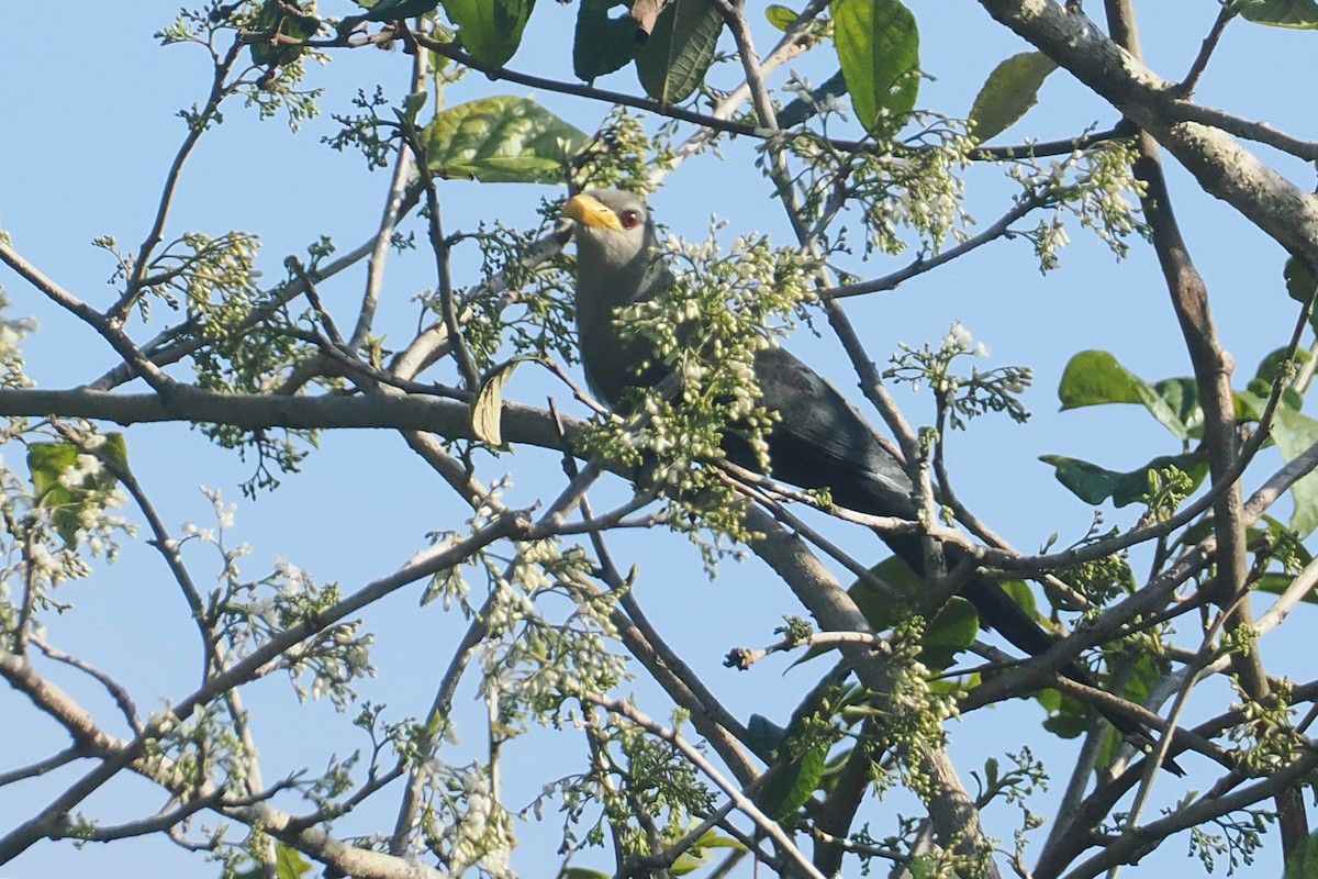 Green Malkoha - ML645772846