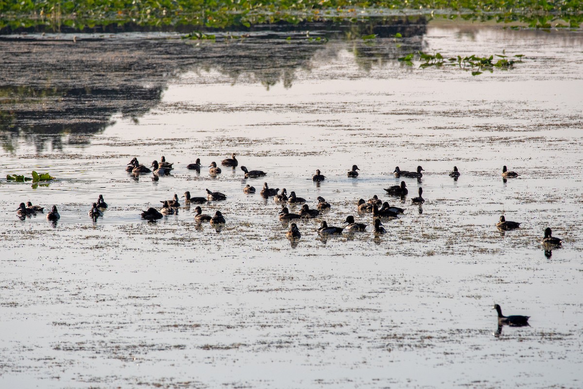 Ring-necked Duck - ML645772847