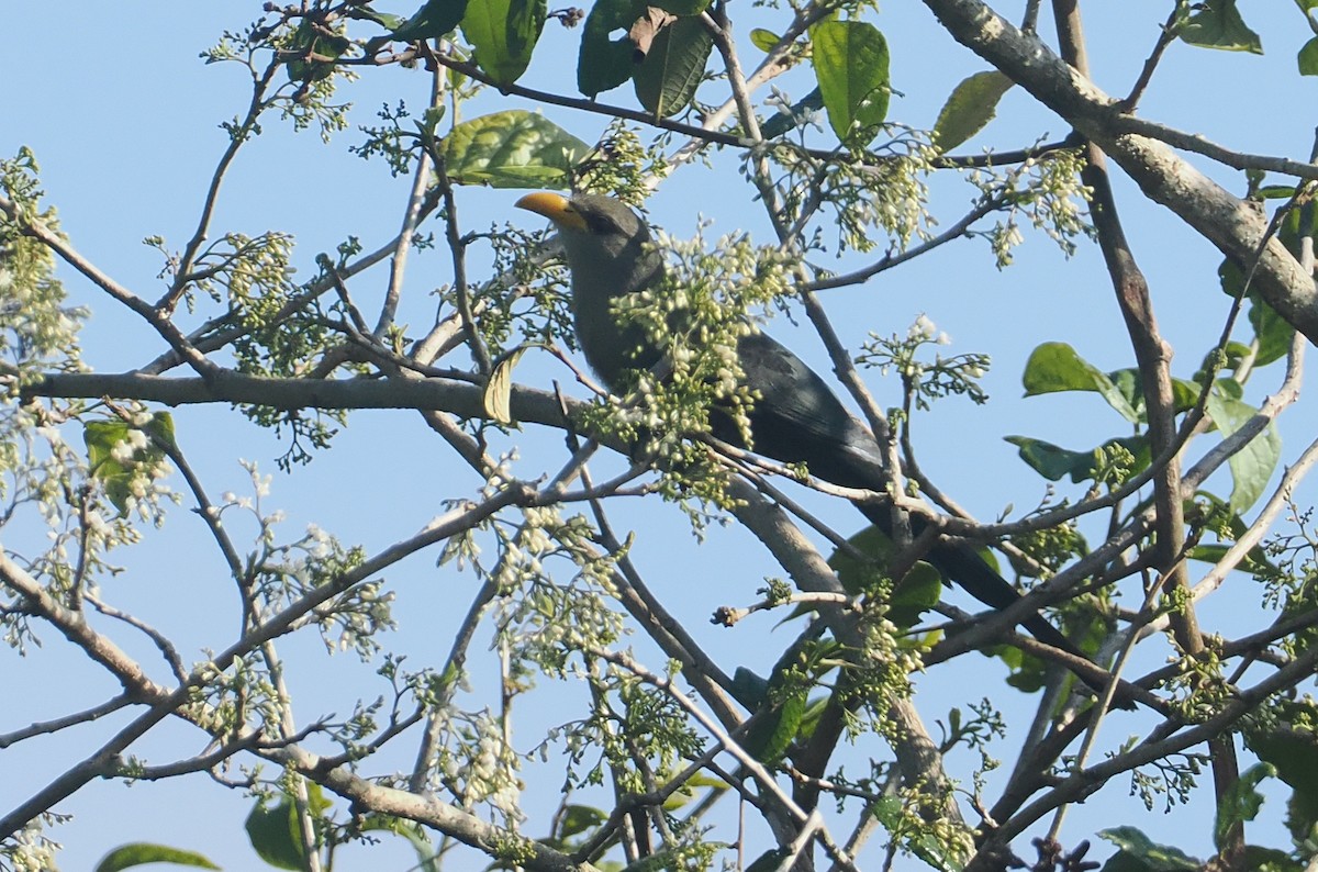 Green Malkoha - ML645772853