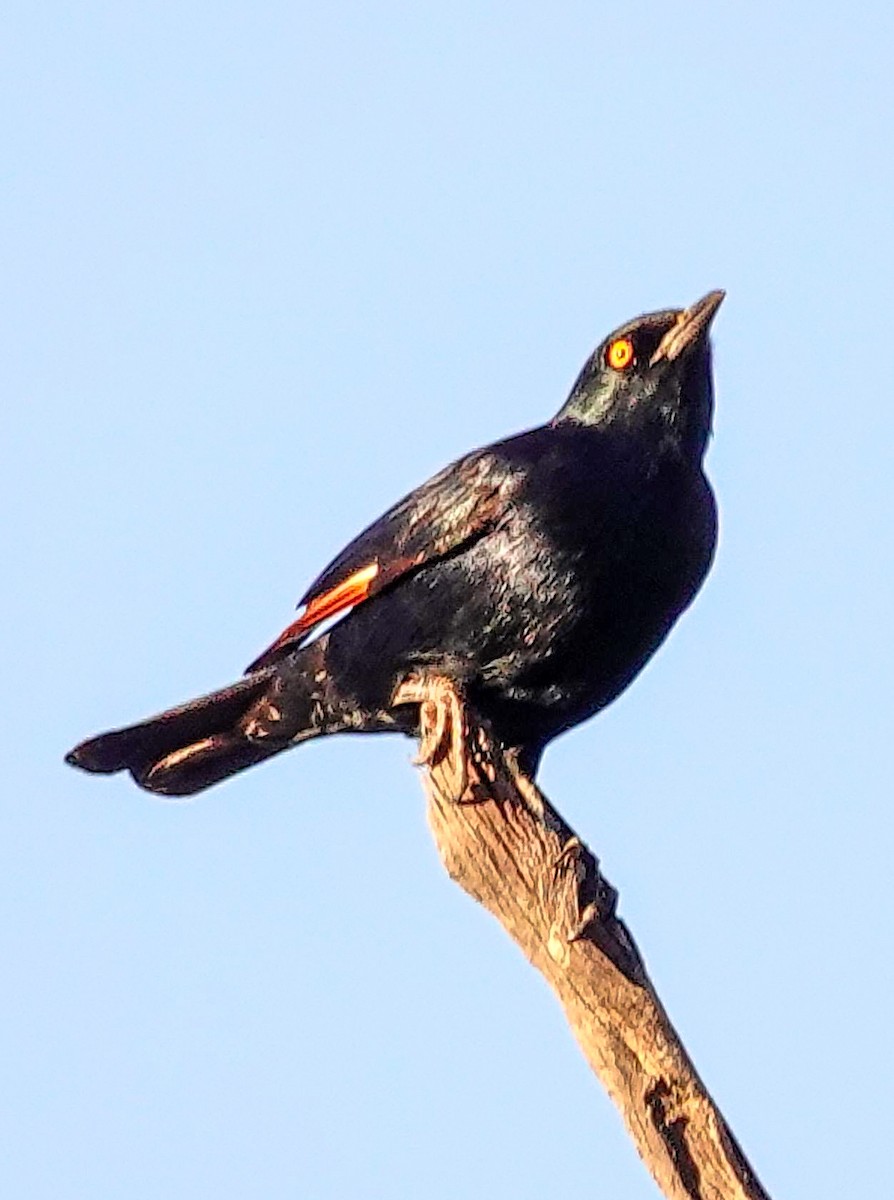 blekvingestær - ML645772864