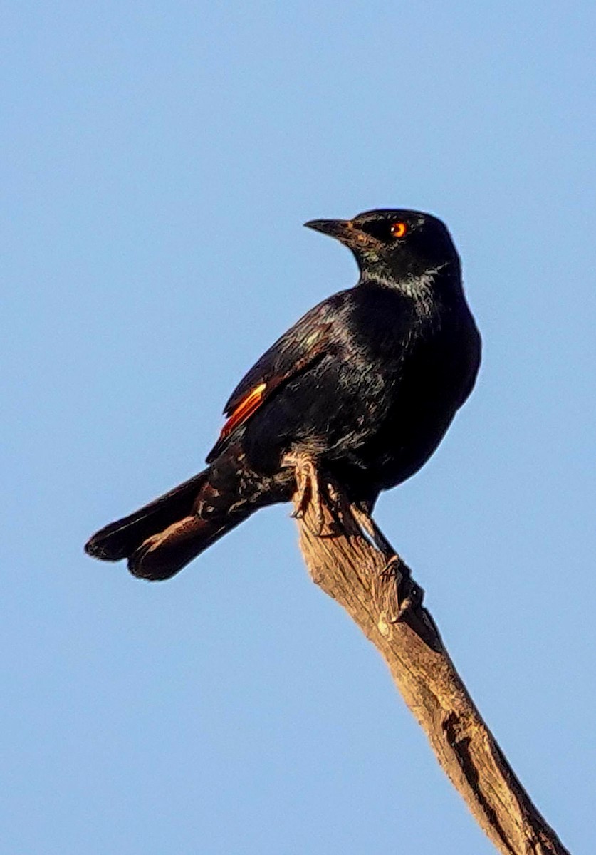 blekvingestær - ML645772865