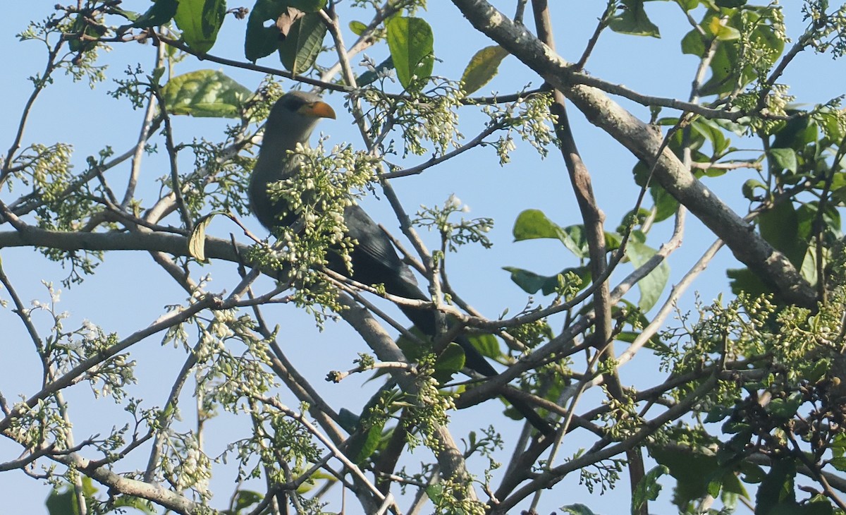 Green Malkoha - ML645772871