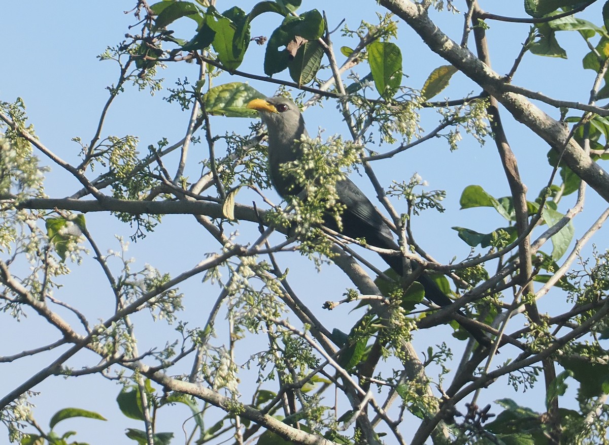 Green Malkoha - ML645772874