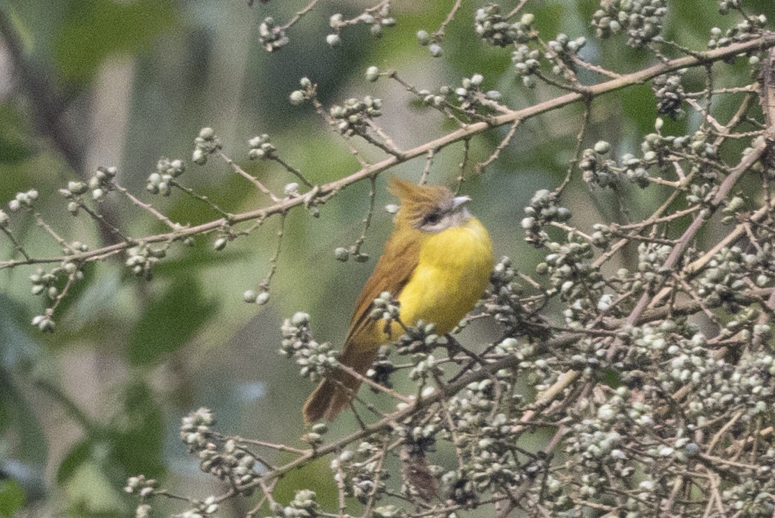 Bulbul flavéole - ML645772881