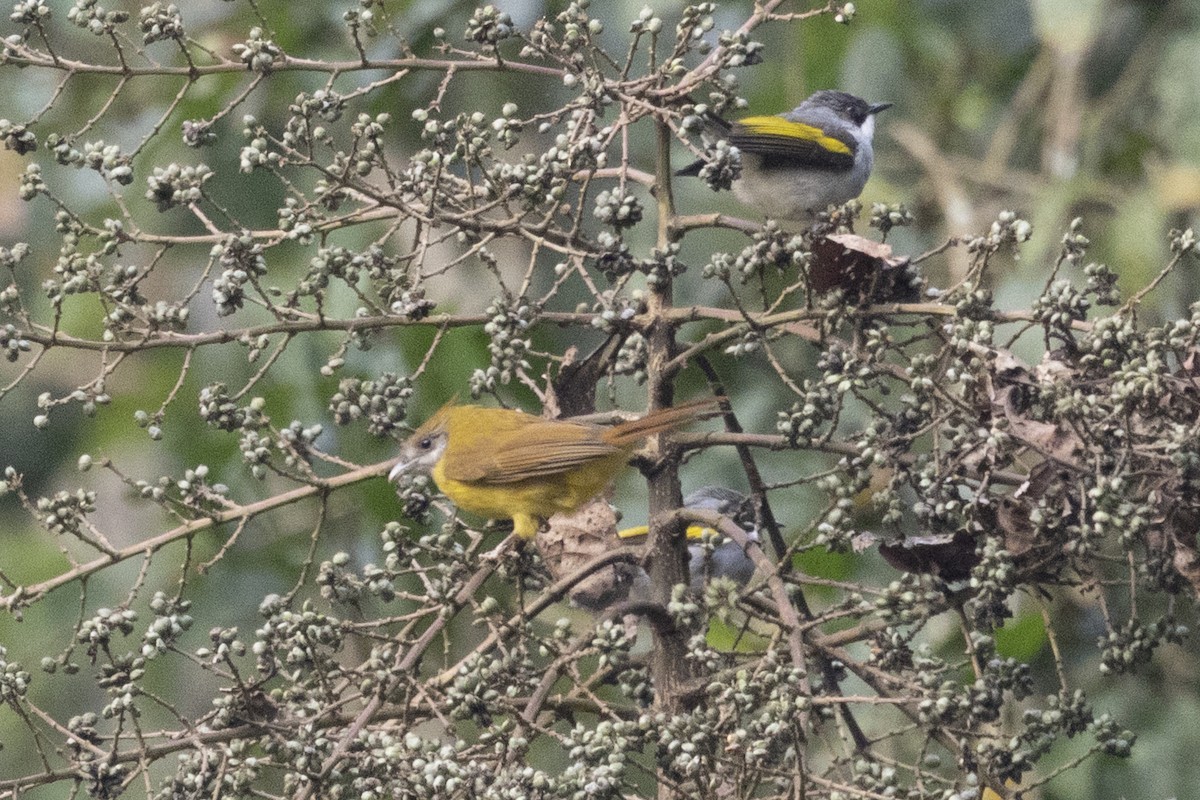 Bulbul flavéole - ML645772882