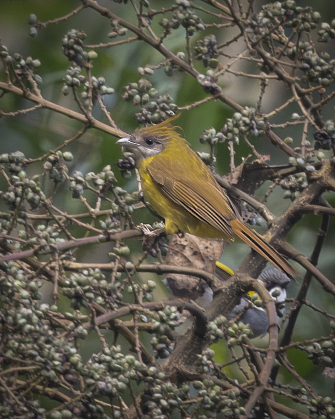 Bulbul flavéole - ML645772883