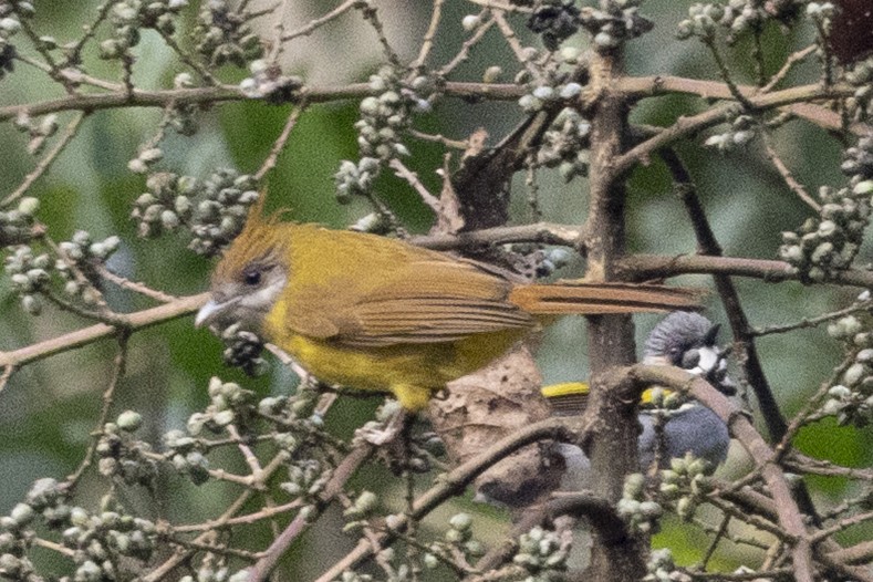 Bulbul flavéole - ML645772884