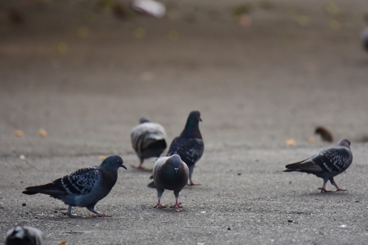 Голуб сизий (міський) - ML645772885