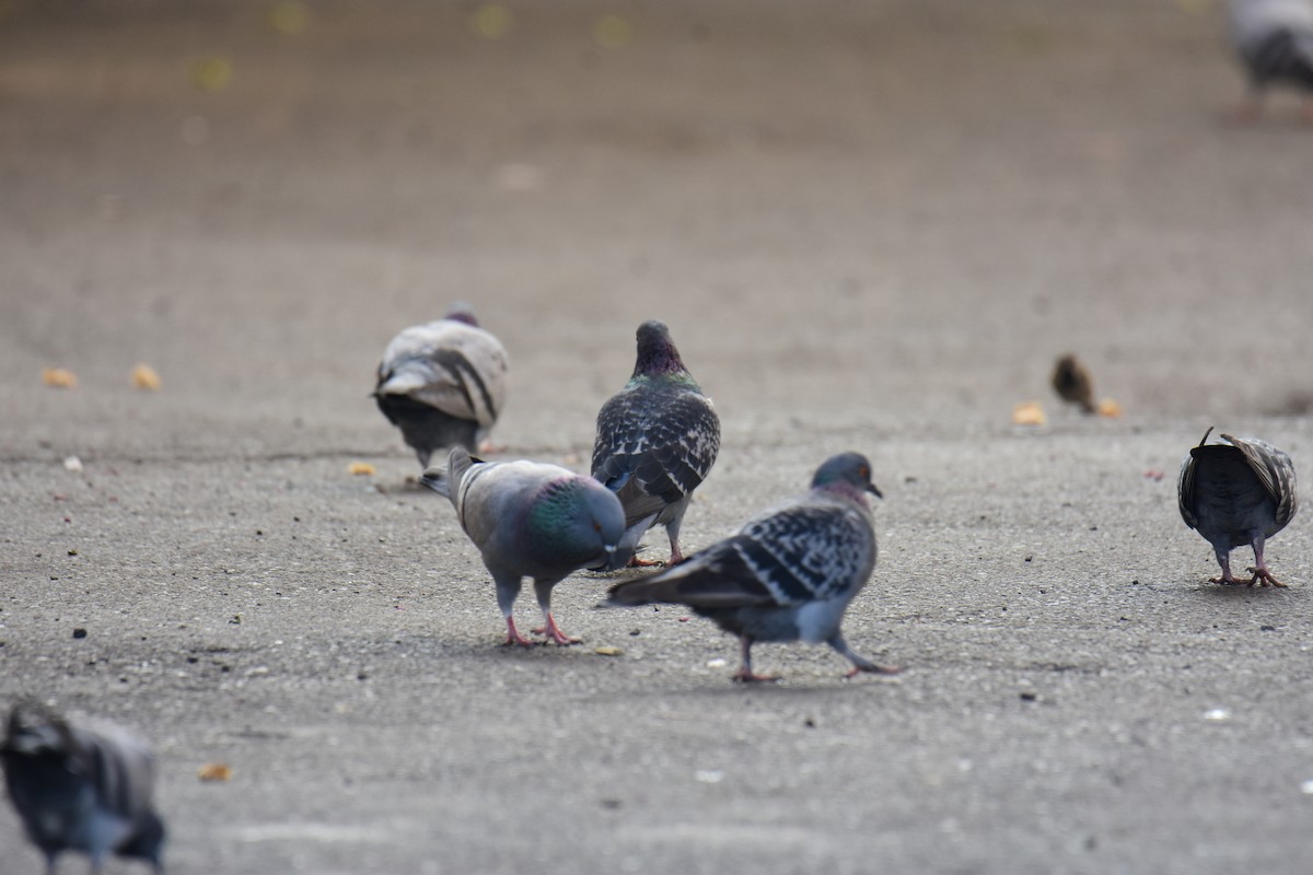 Голуб сизий (міський) - ML645772886