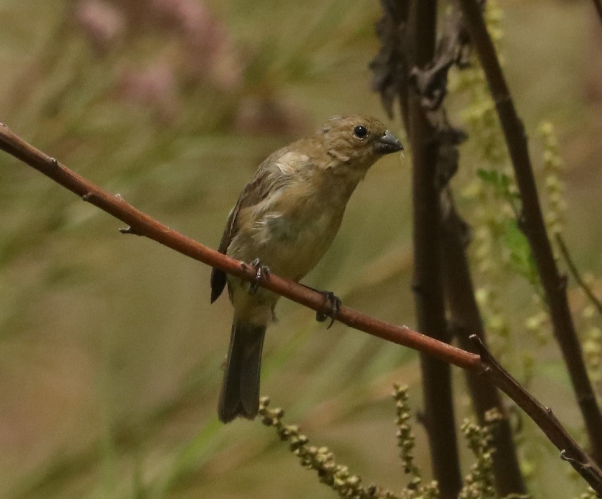 Sporophile à col double - ML645772890