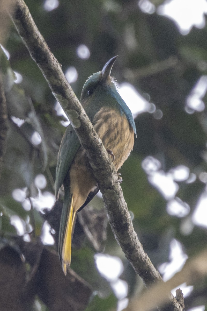 Guêpier à barbe bleue - ML645772891