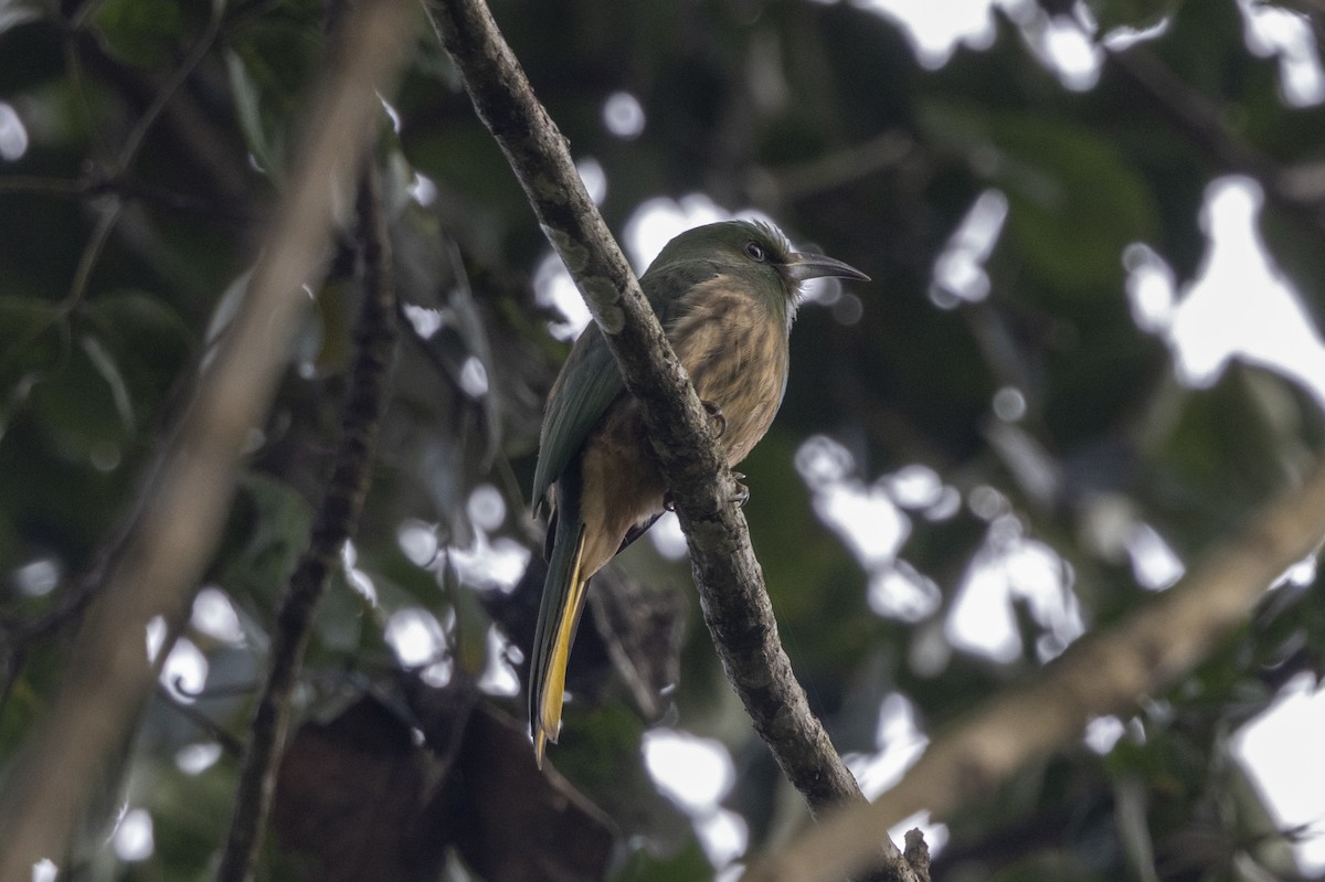 Guêpier à barbe bleue - ML645772892