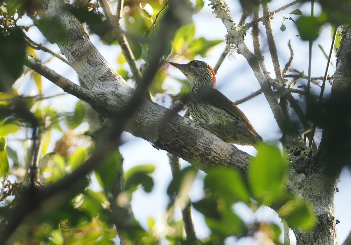 Pic de Mombasa - ML645772893