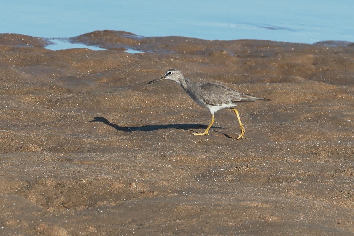 Chevalier de Sibérie - ML645772894