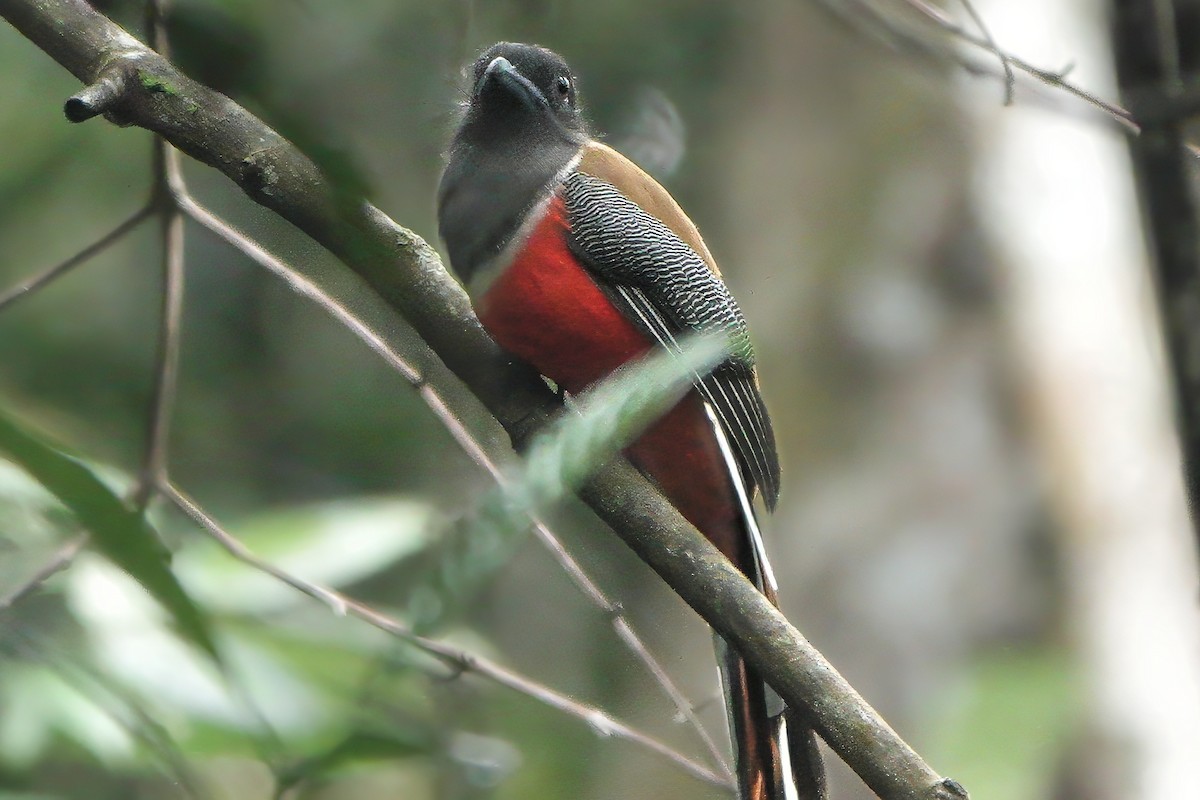 Trogon de Malabar - ML645772895