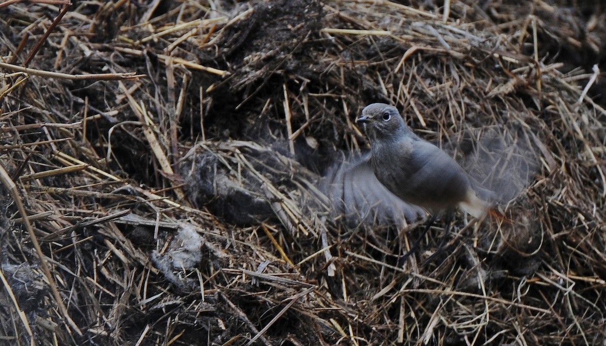 Rougequeue noir - ML645772896