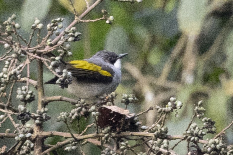 Bulbul à ailes vertes - ML645772897