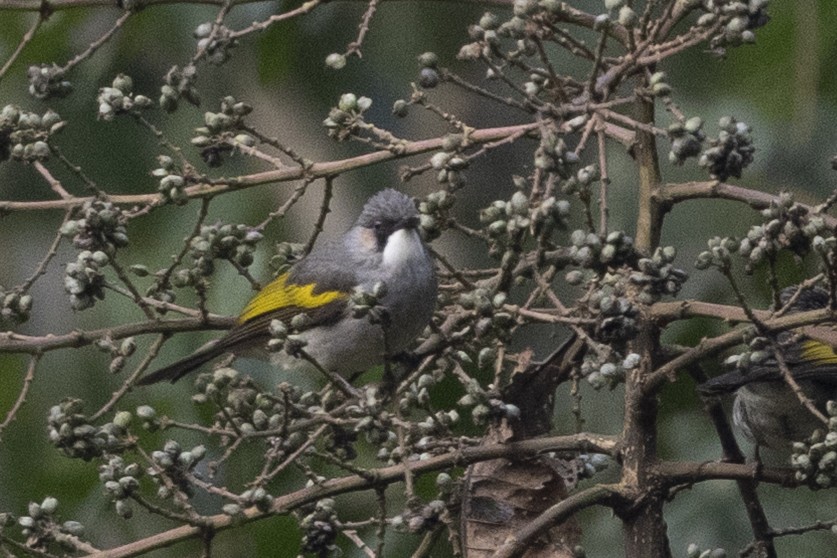 Bulbul à ailes vertes - ML645772898